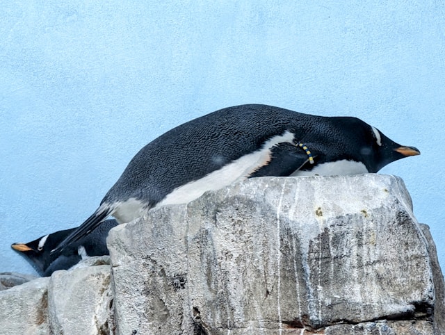 Penguin, Montréal's Biosphere