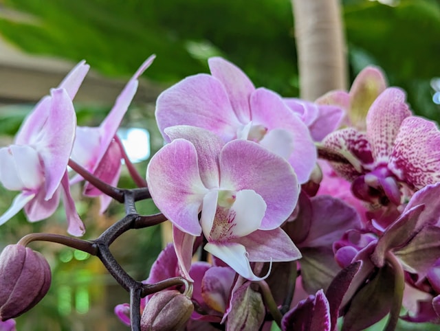 Orchid, Potsdam
